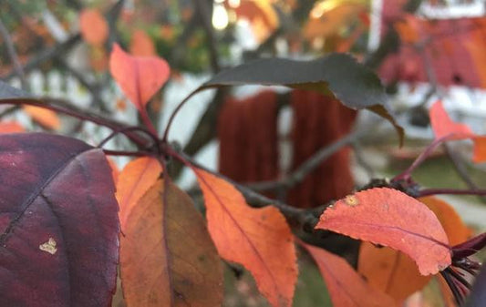 A fall special!